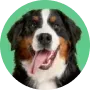 Cachorro