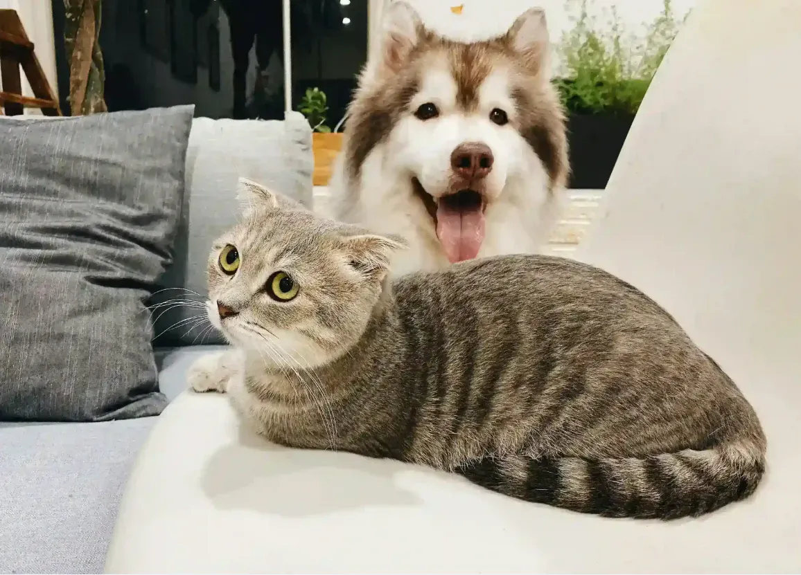Maior base de cães e gatos do Brasil