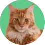Gato