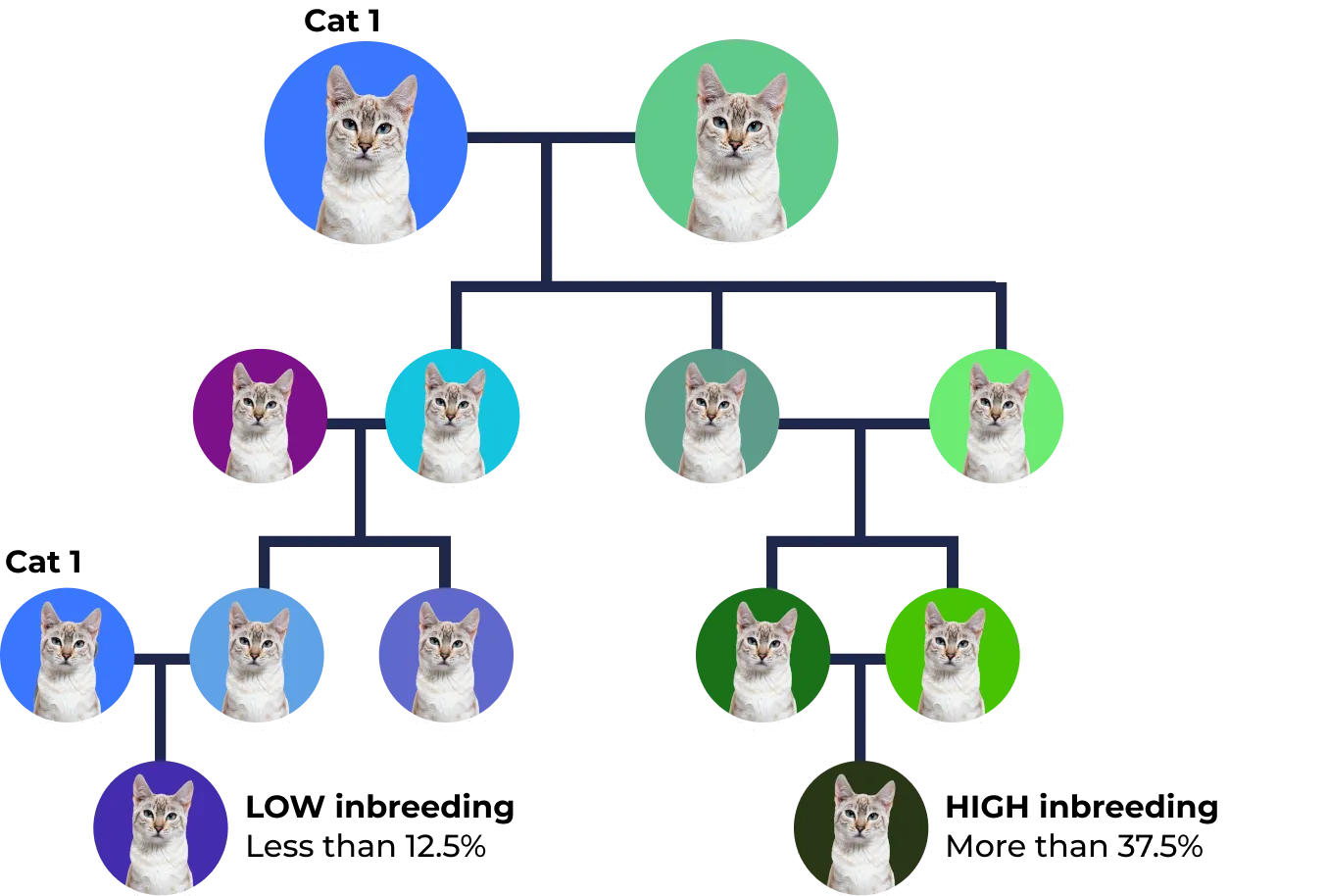 Family tree of Cat with different background colors representing generations and family relationships.