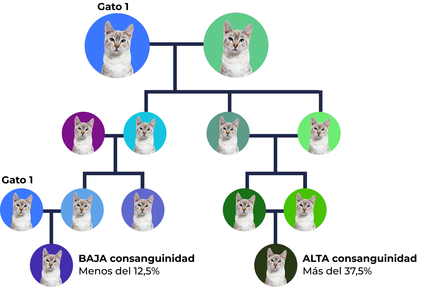 Árbol genealógico de Gato con diferentes colores de fondo representando generaciones y relaciones familiares.
