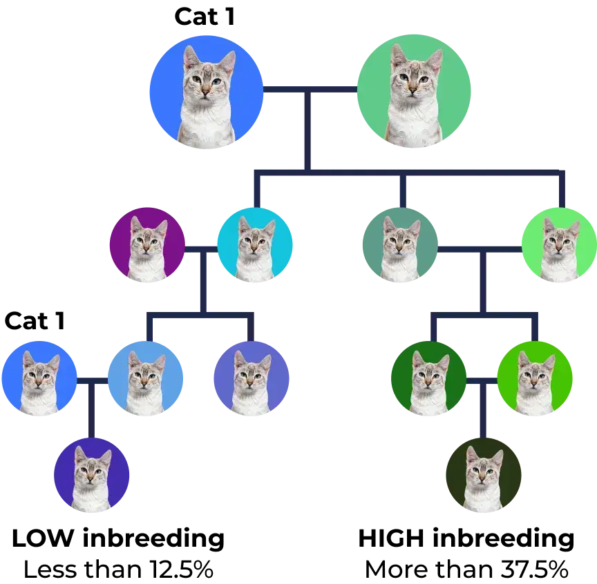 Family tree of Cat with different background colors representing generations and family relationships.