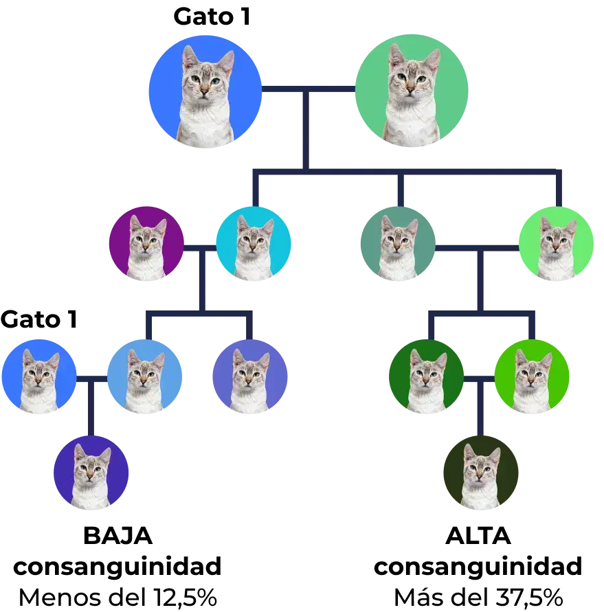 Árbol genealógico de Gato con diferentes colores de fondo representando generaciones y relaciones familiares.