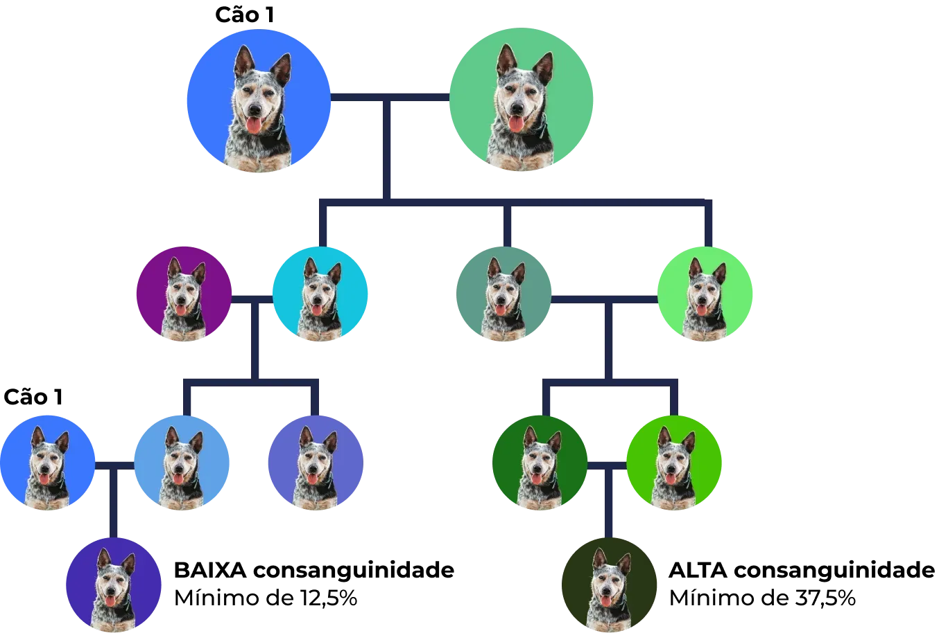 Árvore genealógica de Cachorro com diferentes cores de fundo representando gerações e relações familiares.