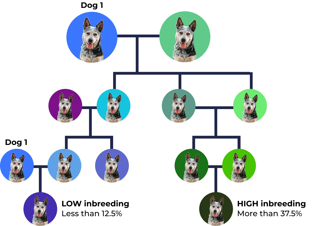 Family tree of Dog with different background colors representing generations and family relationships.