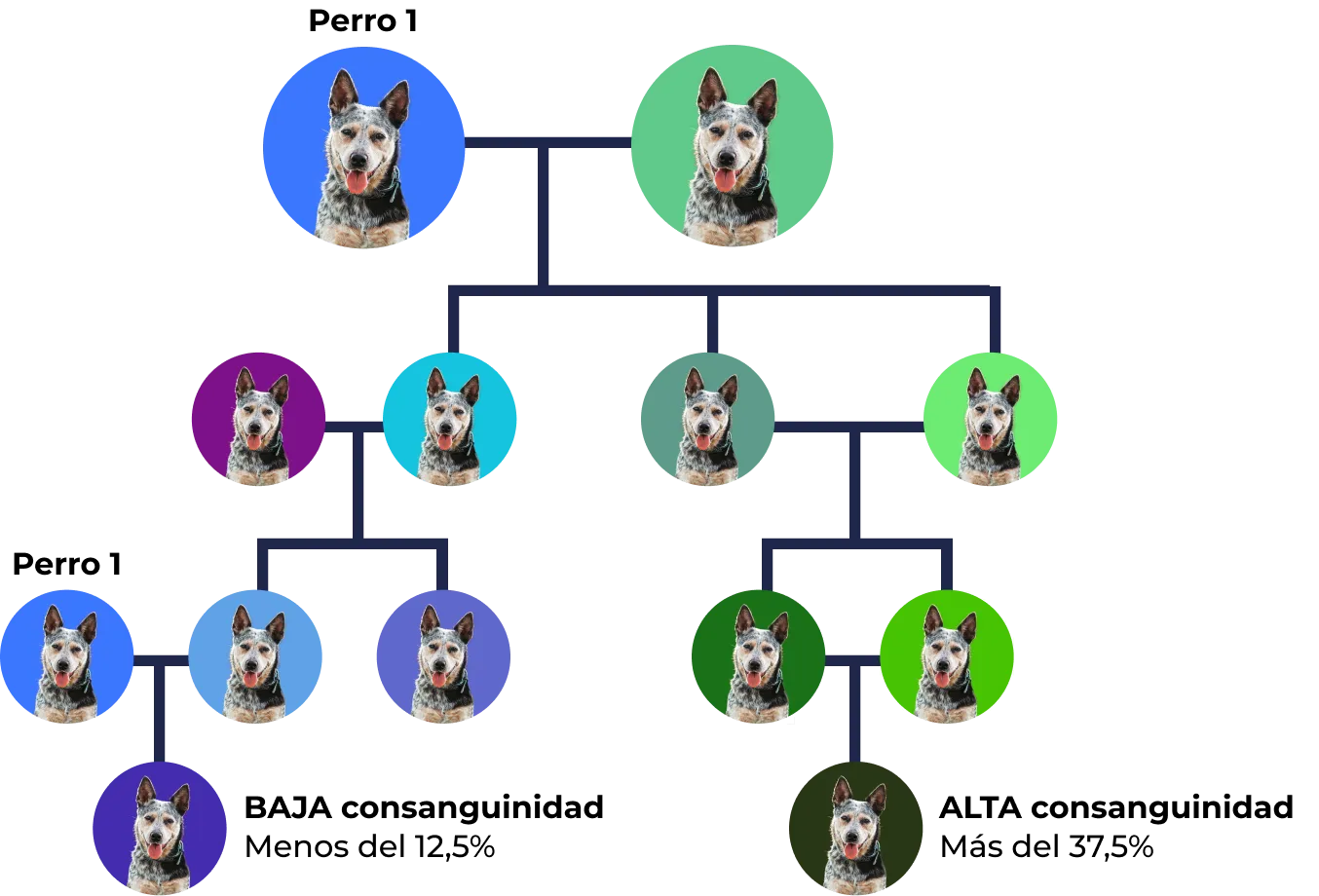 Árbol genealógico de Perro con diferentes colores de fondo representando generaciones y relaciones familiares.