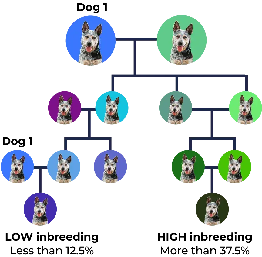 Family tree of Dog with different background colors representing generations and family relationships.
