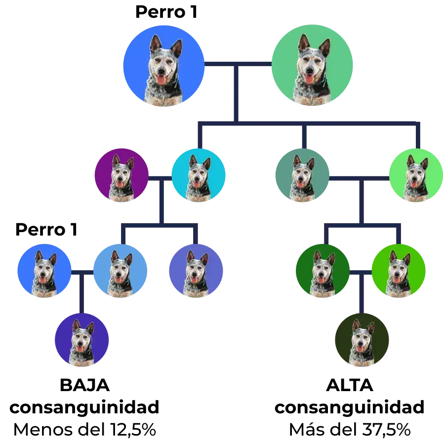 Árbol genealógico de Perro con diferentes colores de fondo representando generaciones y relaciones familiares.