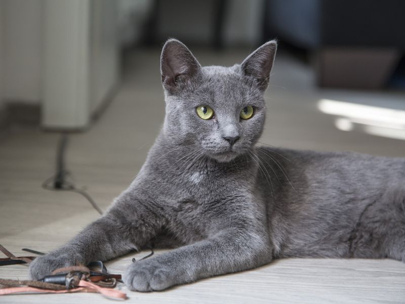 cat-genetics-3