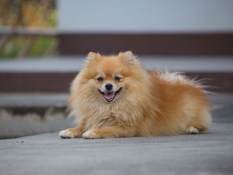 How long does a Pomeranian live?