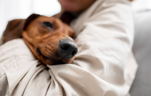 7-phases-of-canine-distemper-evolution-prevention-02