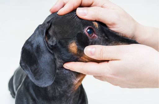 conjuntivite-em-cachorro-sinais-causas-tratamento-01