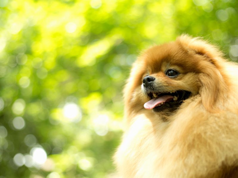 German Spitz Common Diseases 2