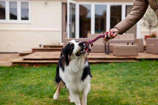 name-for-male-dog-2
