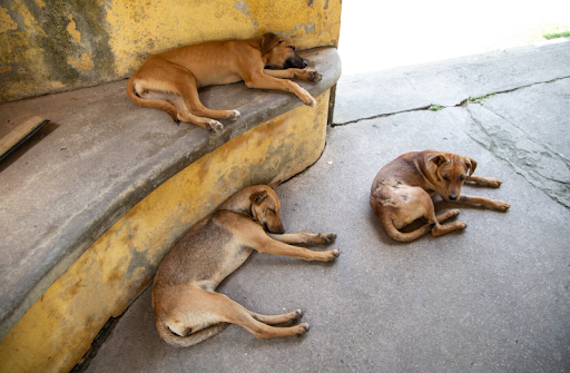 how-to-kill-the-parvovirus-in-the-environment-02