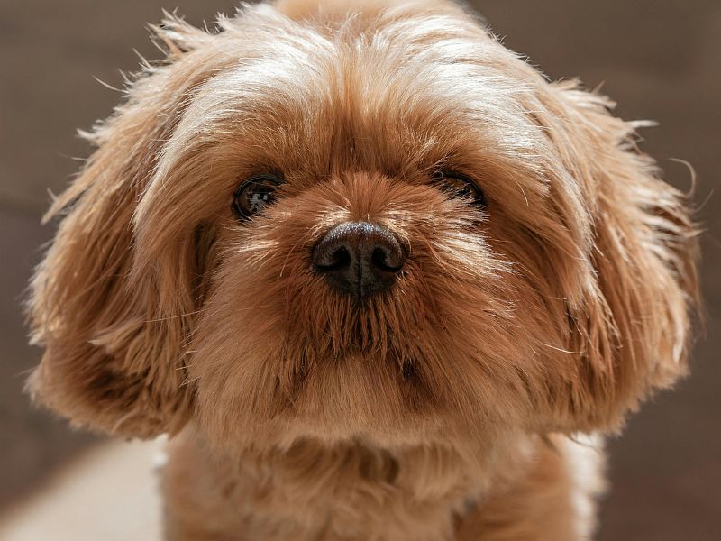 how-long-does-a-shih-tzu-live