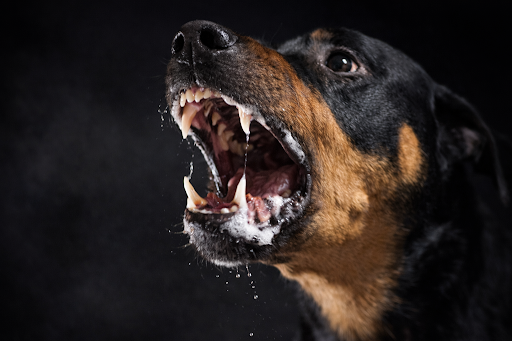 rabies-disease-02