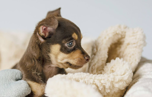 dog-names-03