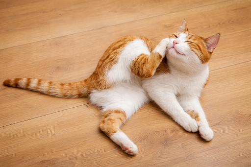 mange-in-cats-1