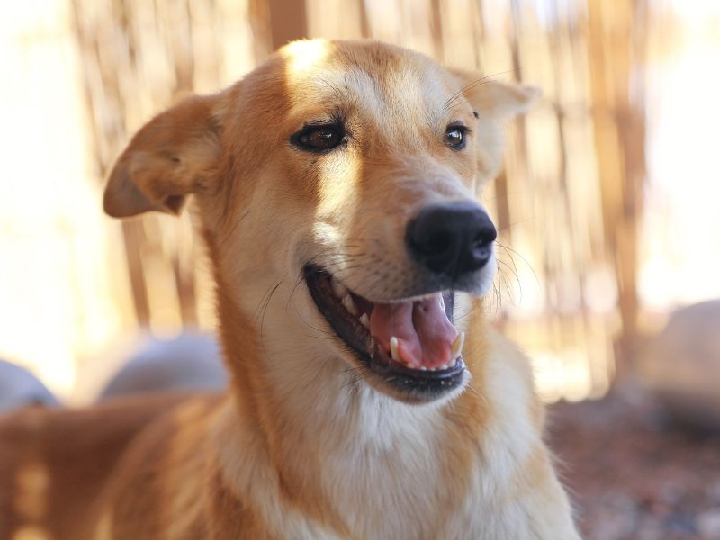 canine-genetics-3