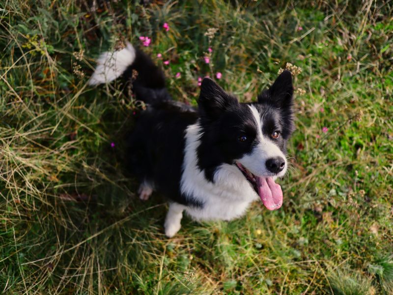 how-long-does-a-border-collie-live-4