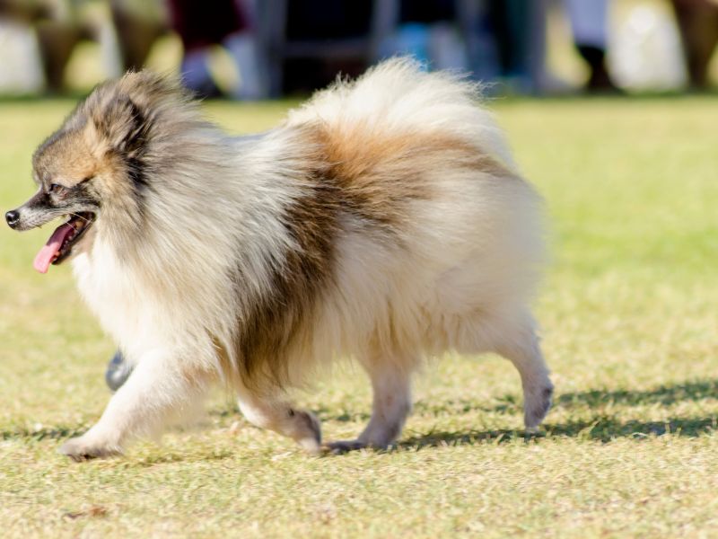 German Spitz Common Diseases 4