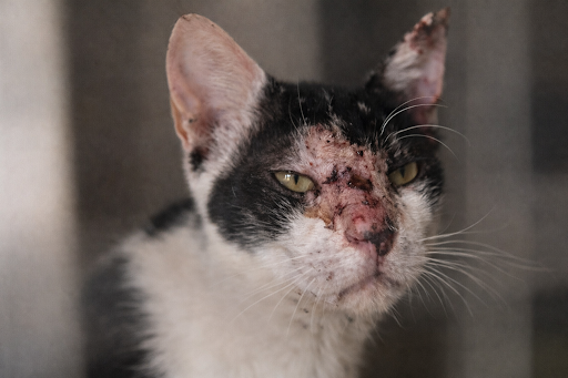 sporotrichosis-in-cats-2