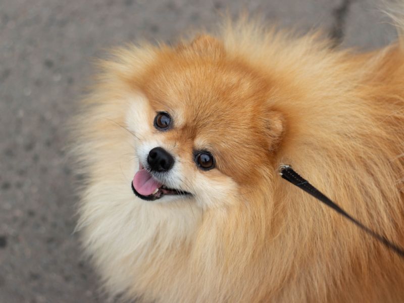 How long does a Pomeranian live?