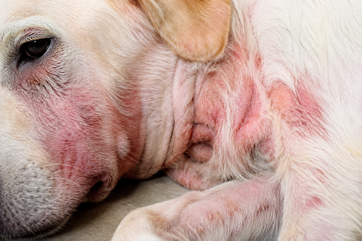 dermatite-atopica-cachorro-e-genetica-01