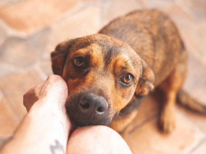 canine-genetics-4