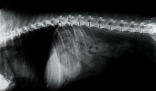doenca-do-disco-intervertebral-em-caes-guia-completo-01