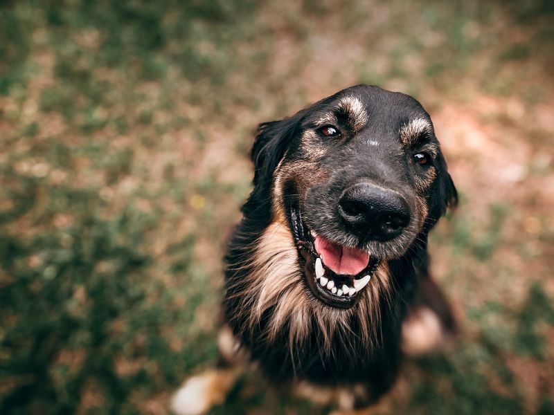 canine endogenesis