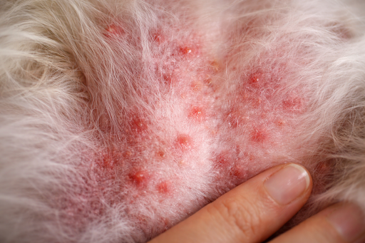 dermatitis-in-dog-1