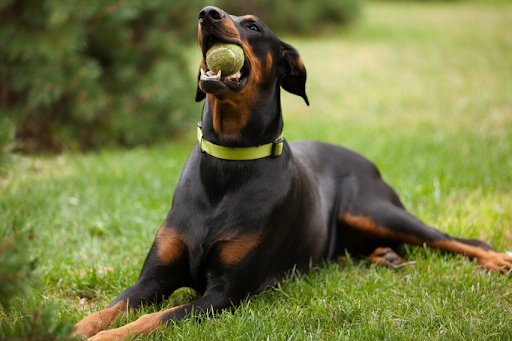 Doberman Complete Guide: Temperament, Health, and Care - 01