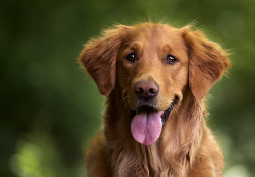 teste-dna-saude-golden-retriever-01