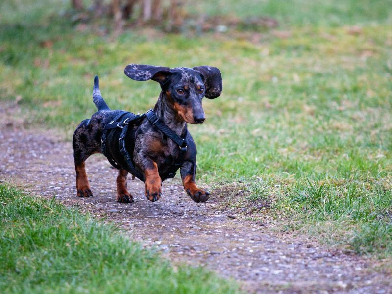 dachshund-most-common-diseases_