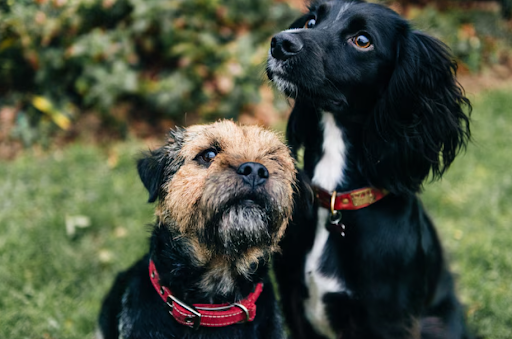 dog-breed-1
