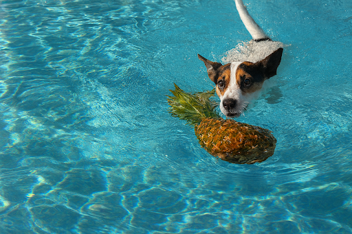 dogs-can-eat-pineapple-03