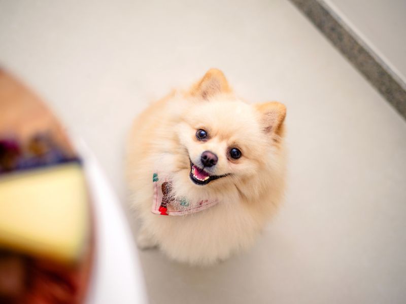 How long does a Pomeranian live?