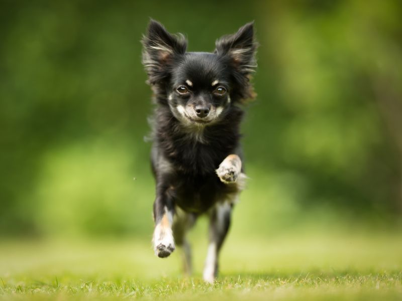 how-long-does-a-chihuahua-live_-3