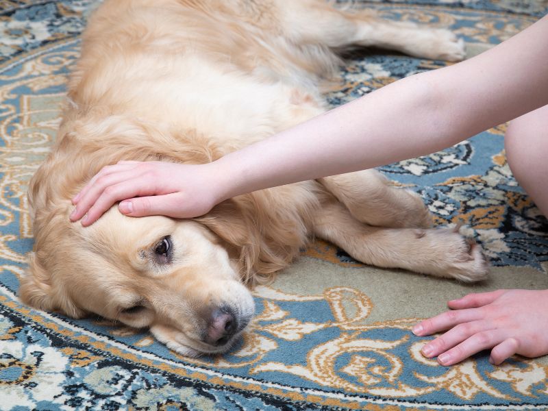mast cell tumor in dogs
