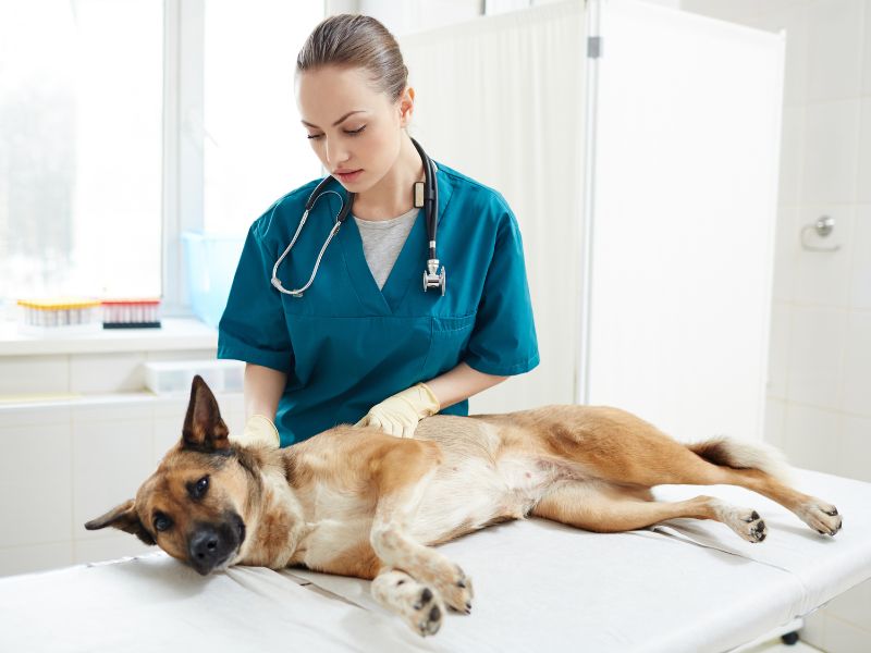 tick-borne-disease-in-dogs-2
