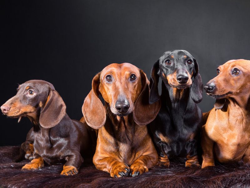 canine consanguinity