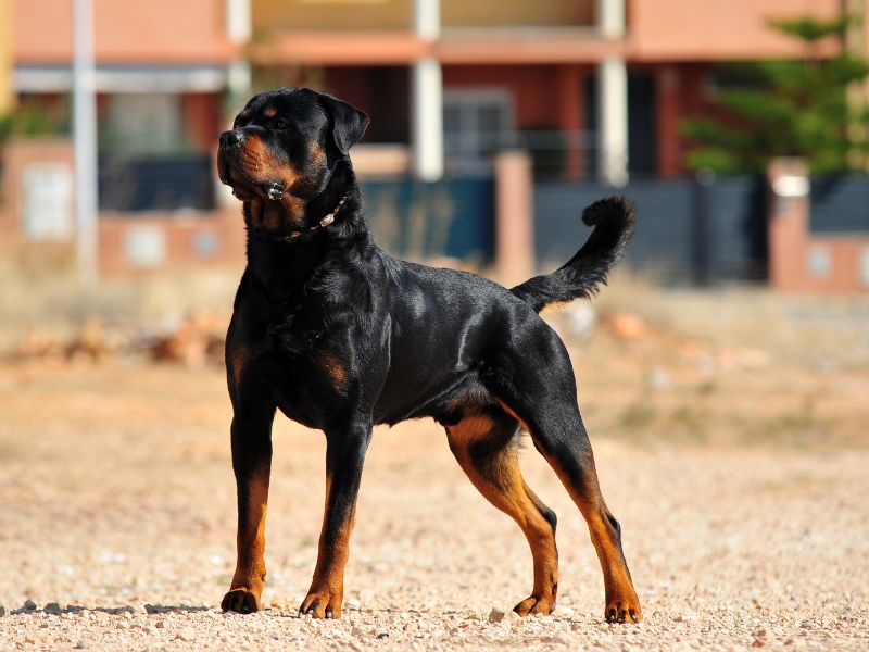 how-long-does-a-rottweiler-live-3