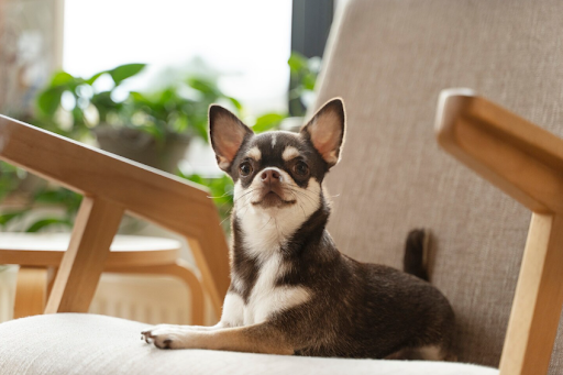 chihuahua-characteristics-behavior-care-01
