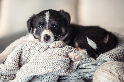 dog-names-04