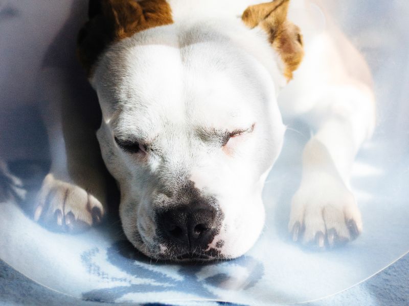 tick-borne-disease-in-dogs-4