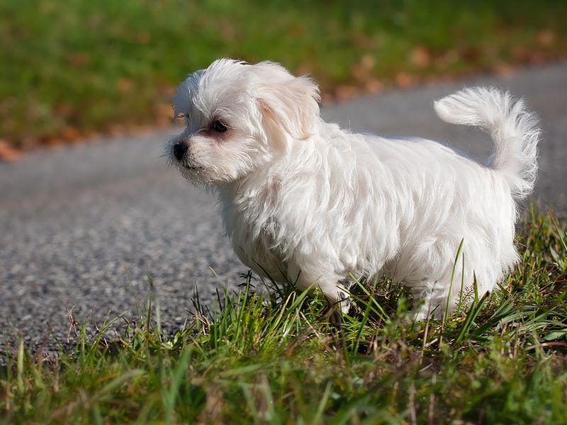 how-long-does-a-maltese-live-2
