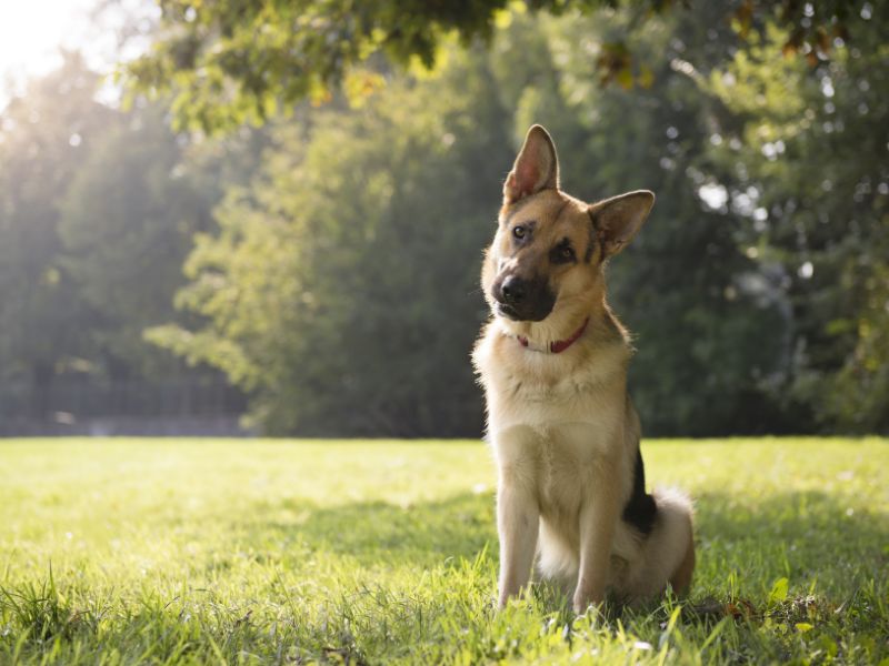 How-long-does-a-German-Shepherd-Pomeranian-live-2