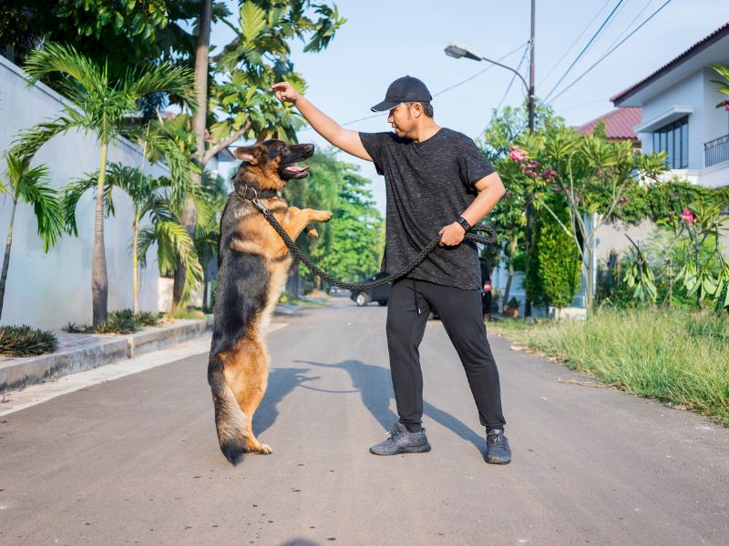 How-long-does-a-German-Shepherd-Pomeranian-live-4